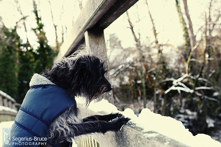 Little dog looking out at the snow in Surrey