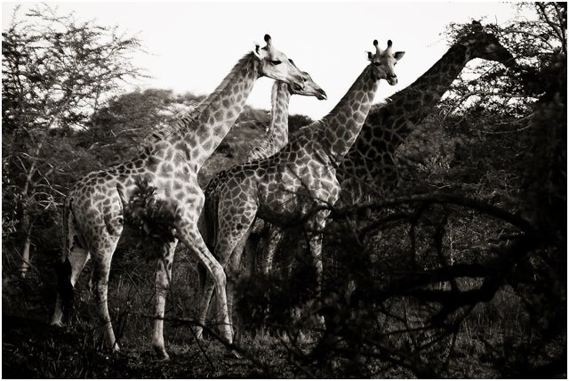 Wildlife Photographers South Africa | Top Durban Photographers - Segerius Bruce Photography