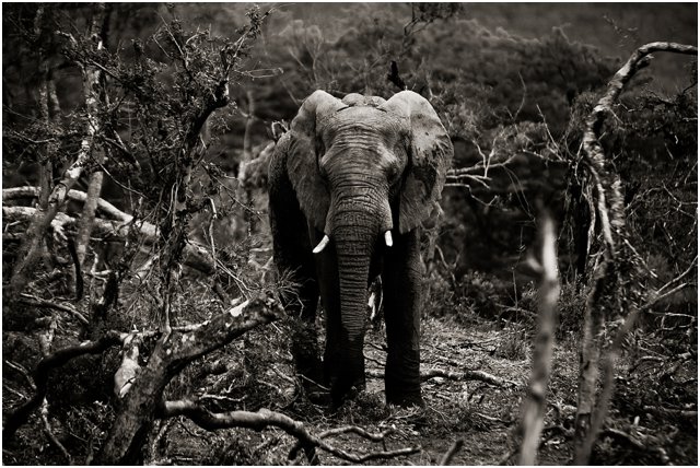 Wildlife Photographers South Africa | Top Durban Photographers - Segerius Bruce Photography