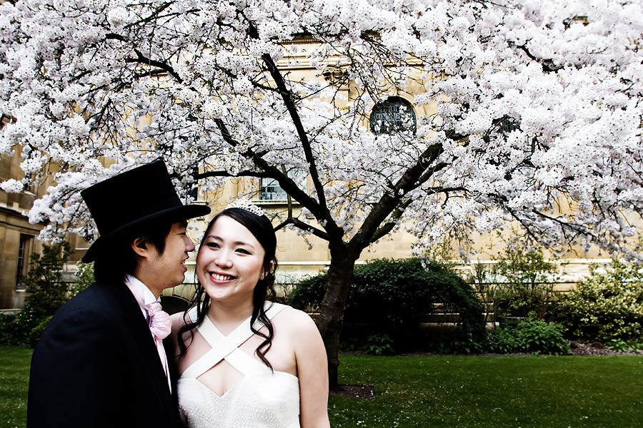 Cherry Blossim tree in Cambridge for wedding